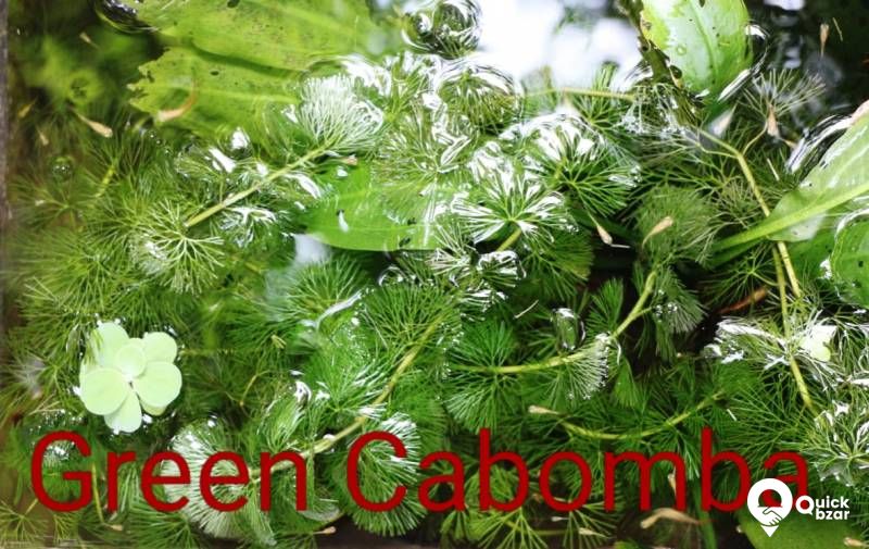 Aquatic plants(water plants) (Non co2 plants)
