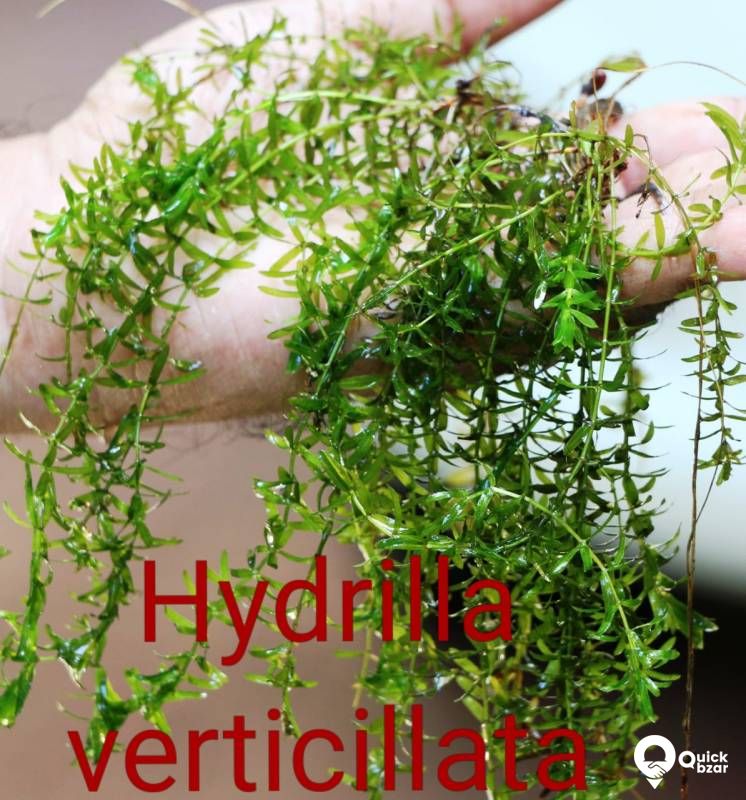 Aquatic plants(water plants) (Non co2 plants)