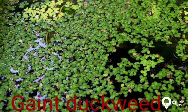 Aquatic plants(water plants) (Non co2 plants)