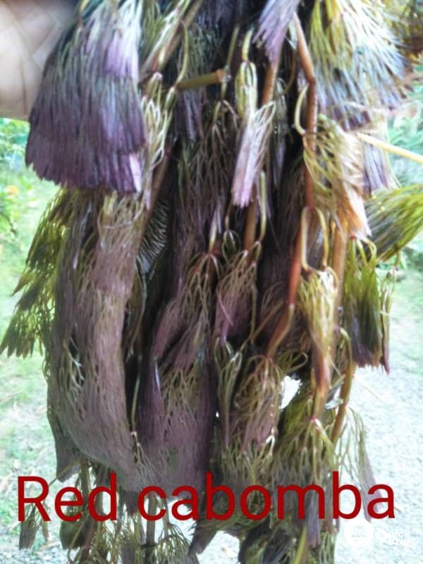Aquatic plants(water plants) (Non co2 plants)