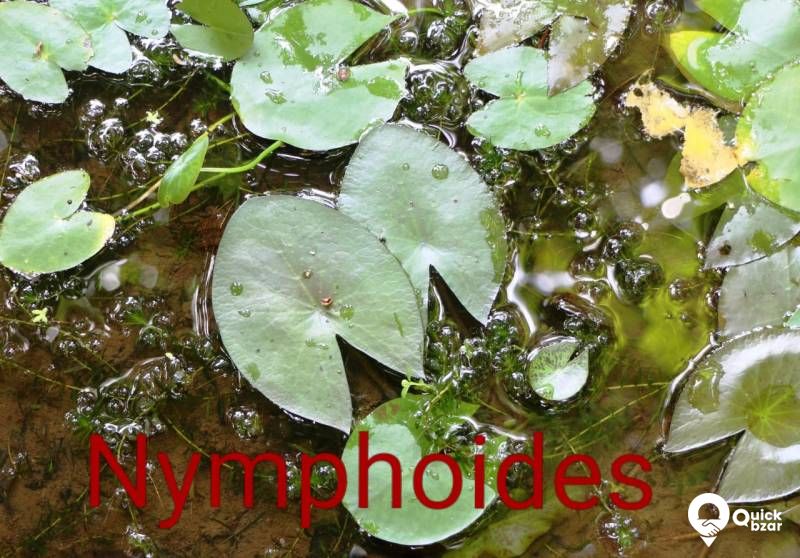 Aquatic plants(water plants) (Non co2 plants)