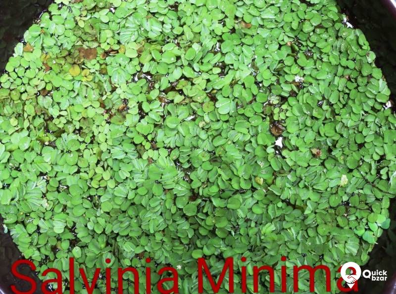 Aquatic plants(water plants) (Non co2 plants)