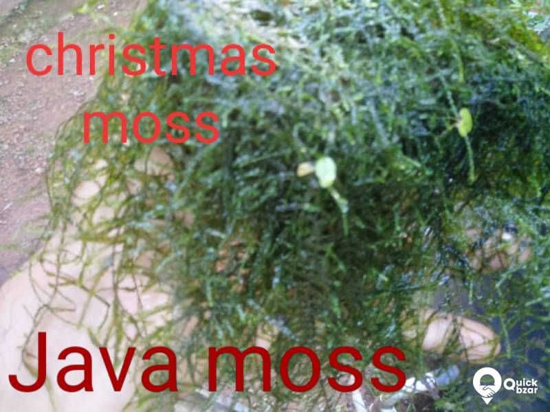 Aquatic plants(water plants) (Non co2 plants)