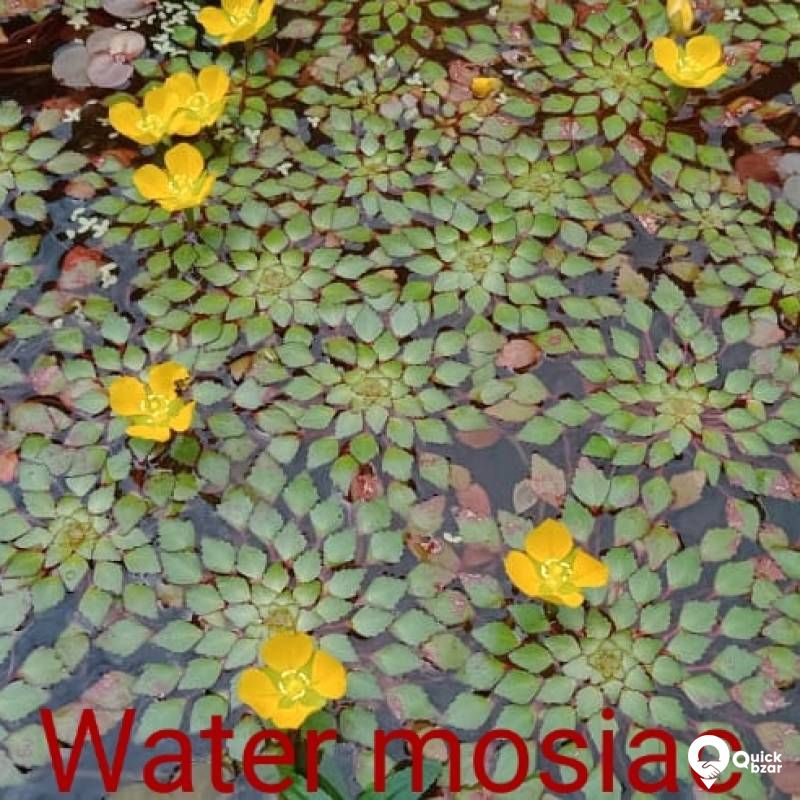 Water Mosiac Plant - Live aquatic merged plant