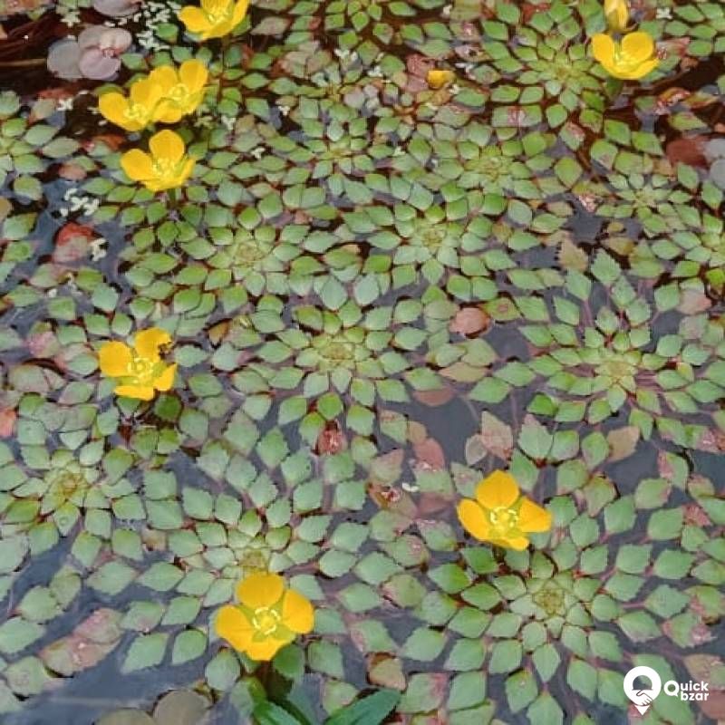 Water Mosiac Plant - Live aquatic merged plant