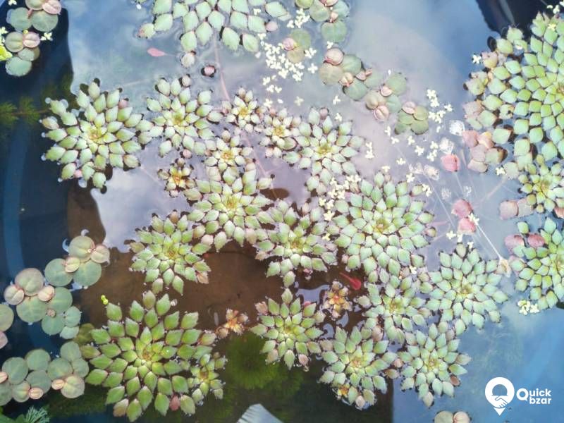 Water Mosiac Plant - Live aquatic merged plant
