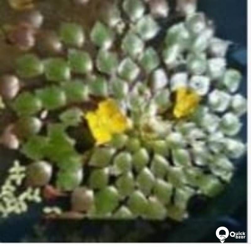 Water Mosiac Plant - Live aquatic merged plant