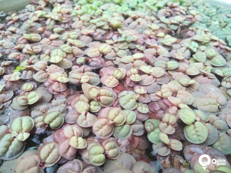 Red Root Floaters - Live aquatic floating plant