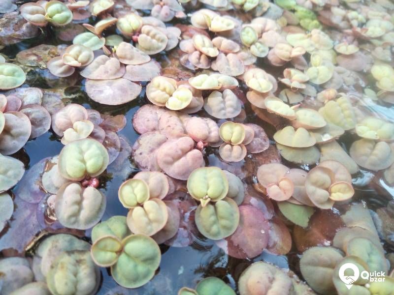 Red Root Floaters - Live aquatic floating plant