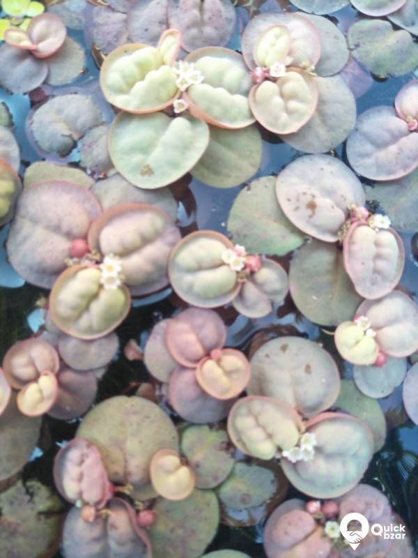 Red Root Floaters - Live aquatic floating plant