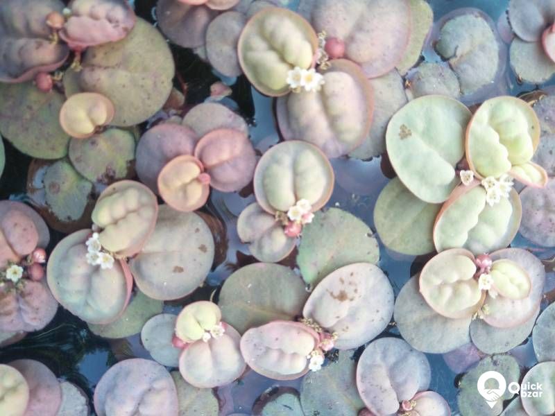 Red Root Floaters - Live aquatic floating plant