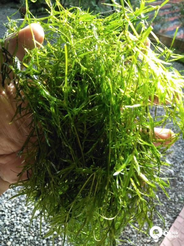 Guppy grass - Aquatic merged as well as floating plant