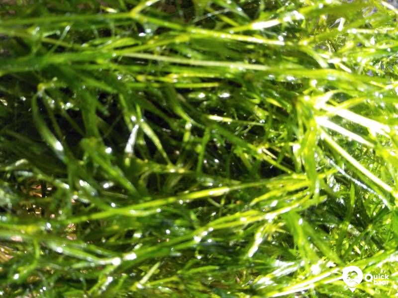 Guppy grass - Aquatic merged as well as floating plant