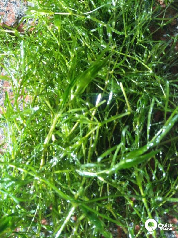 Guppy grass - Aquatic merged as well as floating plant