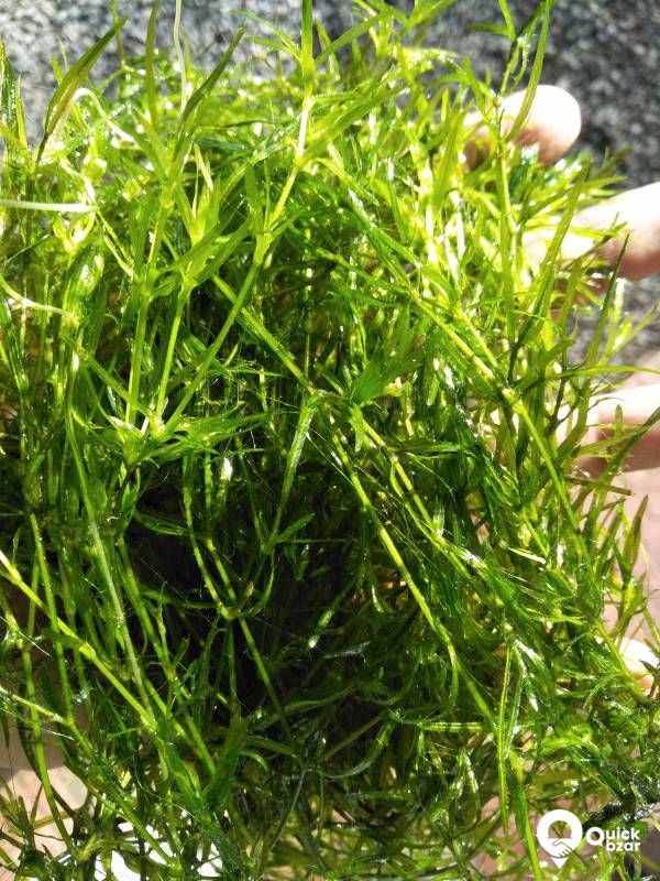 Guppy grass - Aquatic merged as well as floating plant