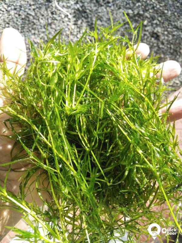 Guppy grass - Aquatic merged as well as floating plant