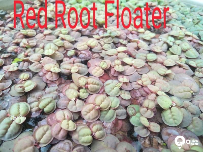 Aquatic plants(water plants) (Floating plants)