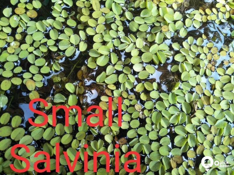 Aquatic plants(water plants) (Floating plants)