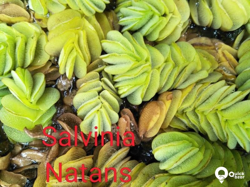 Aquatic plants(water plants) (Floating plants)