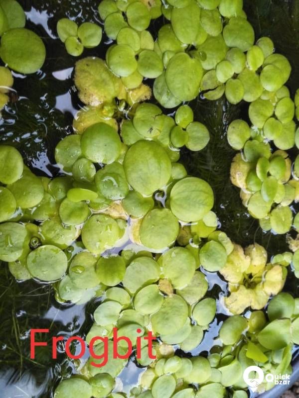 Aquatic plants(water plants) (Floating plants)