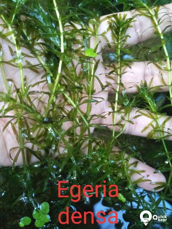Aquatic plants(water plants) (Floating plants)