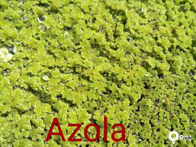 Aquatic plants(water plants) (Floating plants)