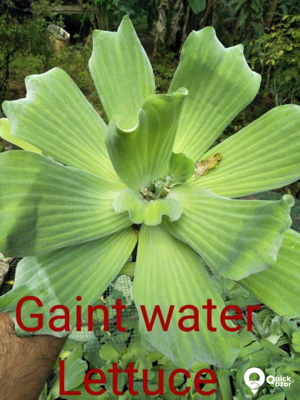 Aquatic plants(water plants) (Floating plants)