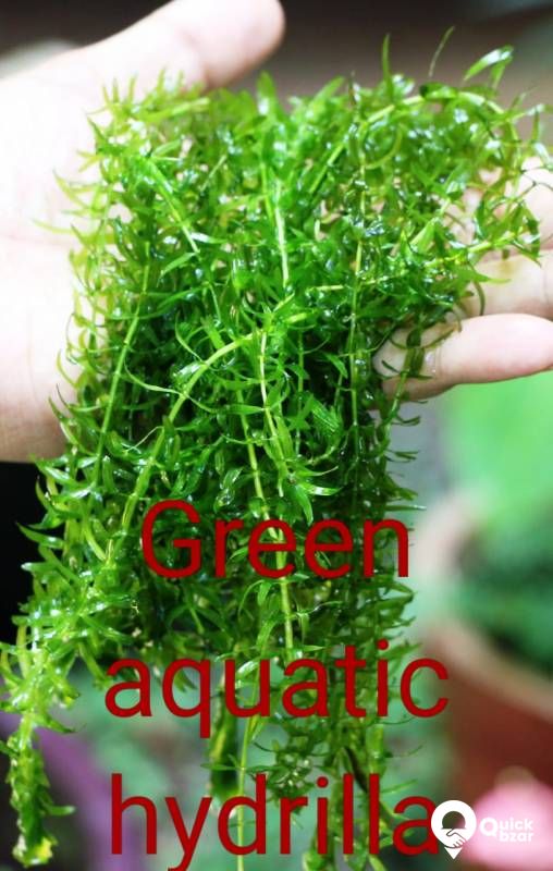 Aquatic plants(water plants) (Floating plants)