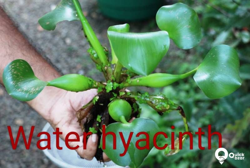 Aquatic plants(water plants) (Floating plants)