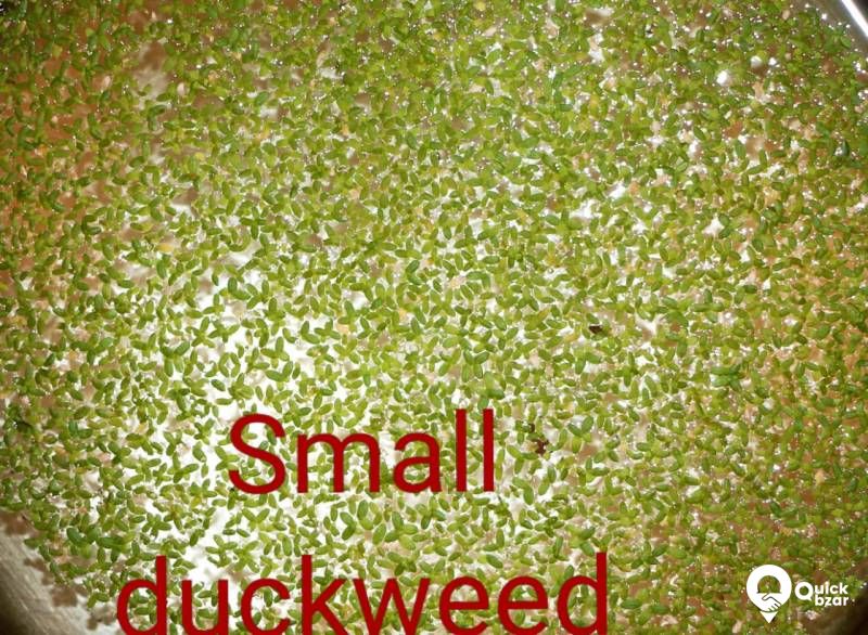 Aquatic plants(water plants) (Floating plants)