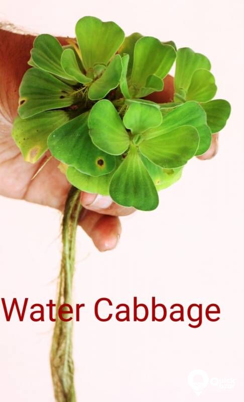 Aquatic plants(water plants) (Floating plants)