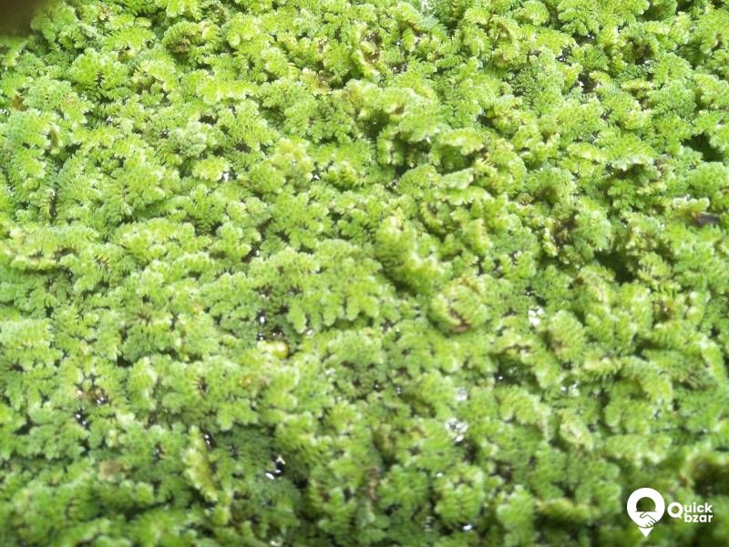 Azola - Live protein feed as well as aquatic floating plant.