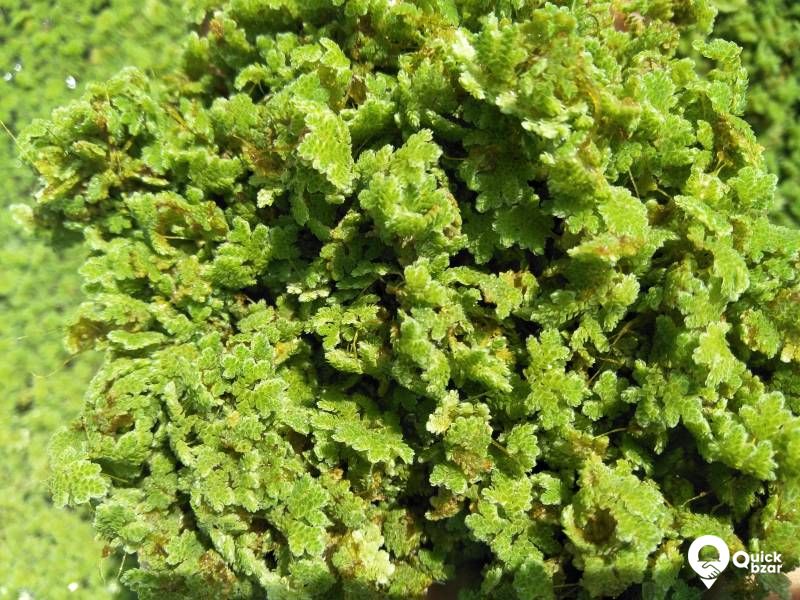 Azola - Live protein feed as well as aquatic floating plant.