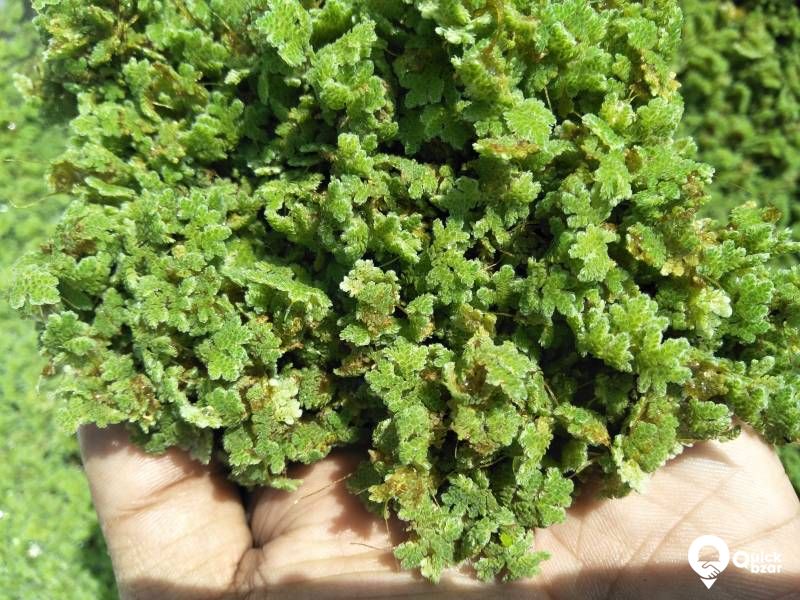 Azola - Live protein feed as well as aquatic floating plant.