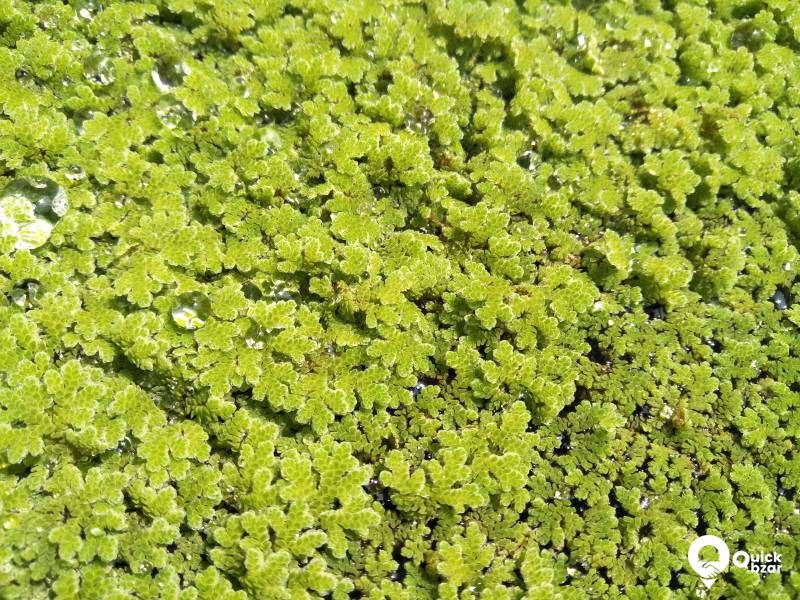 Azola - Live protein feed as well as aquatic floating plant.