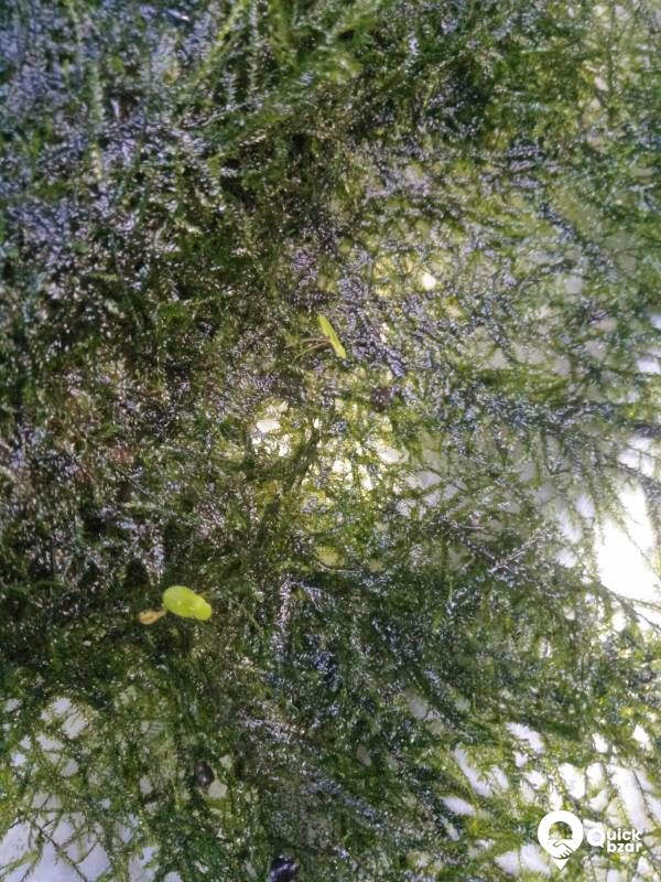 Java moss - Aquatic driftwood plant as well as carpet plant