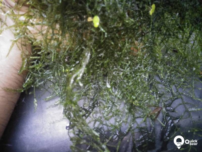 Java moss - Aquatic driftwood plant as well as carpet plant